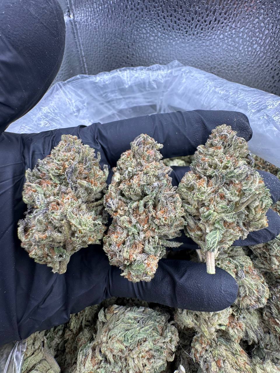 Granddaddy Purple Buds